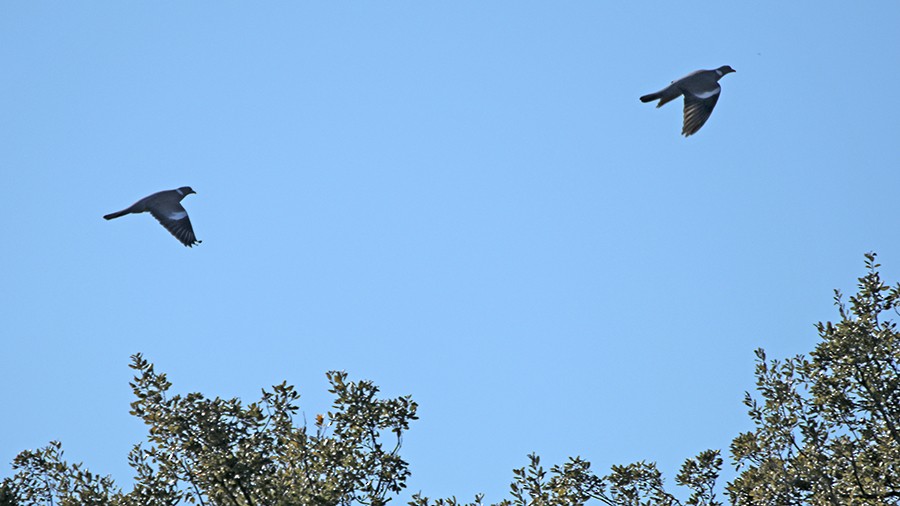 Common Wood-Pigeon - ML145232211