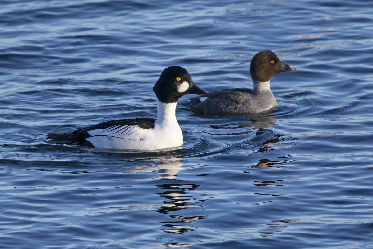 Common Goldeneye - Larry Master