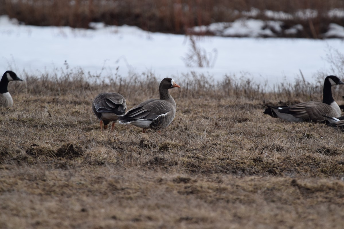 Greater White-fronted Goose - ML145233641