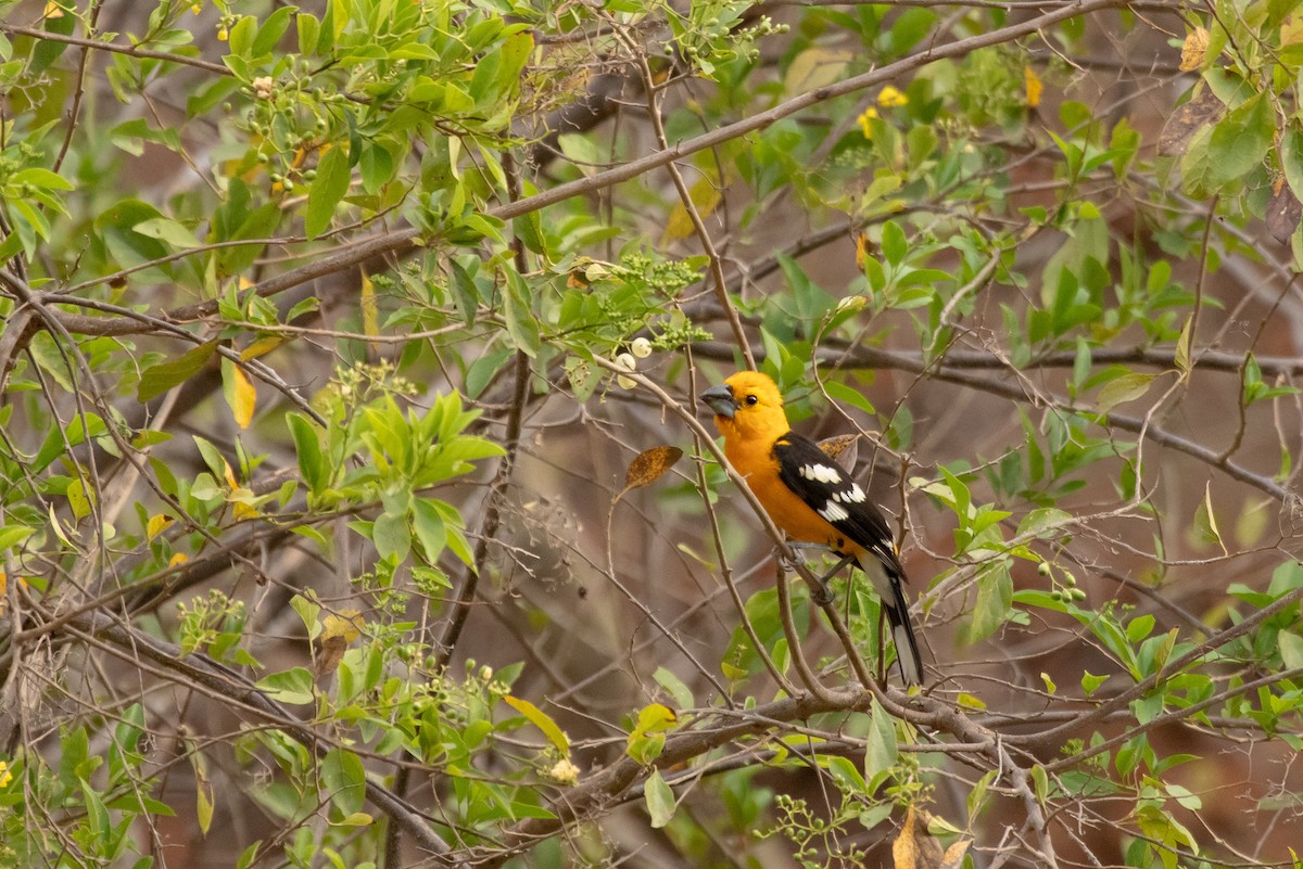 Cardinal jaune (aurantiacus) - ML145234541