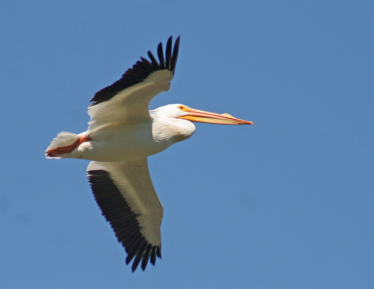 American White Pelican - ML145237271