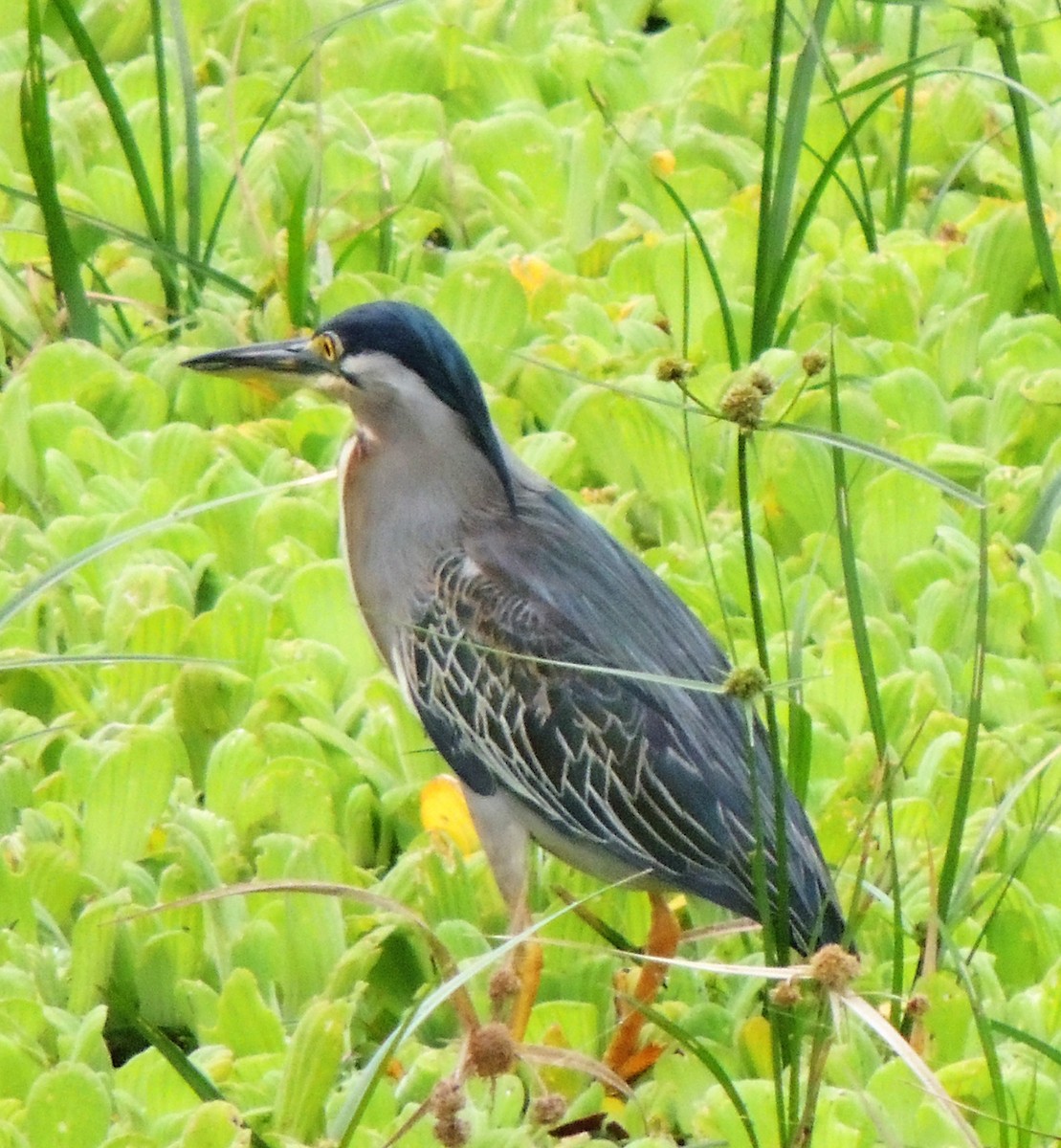 Striated Heron - ML145237381