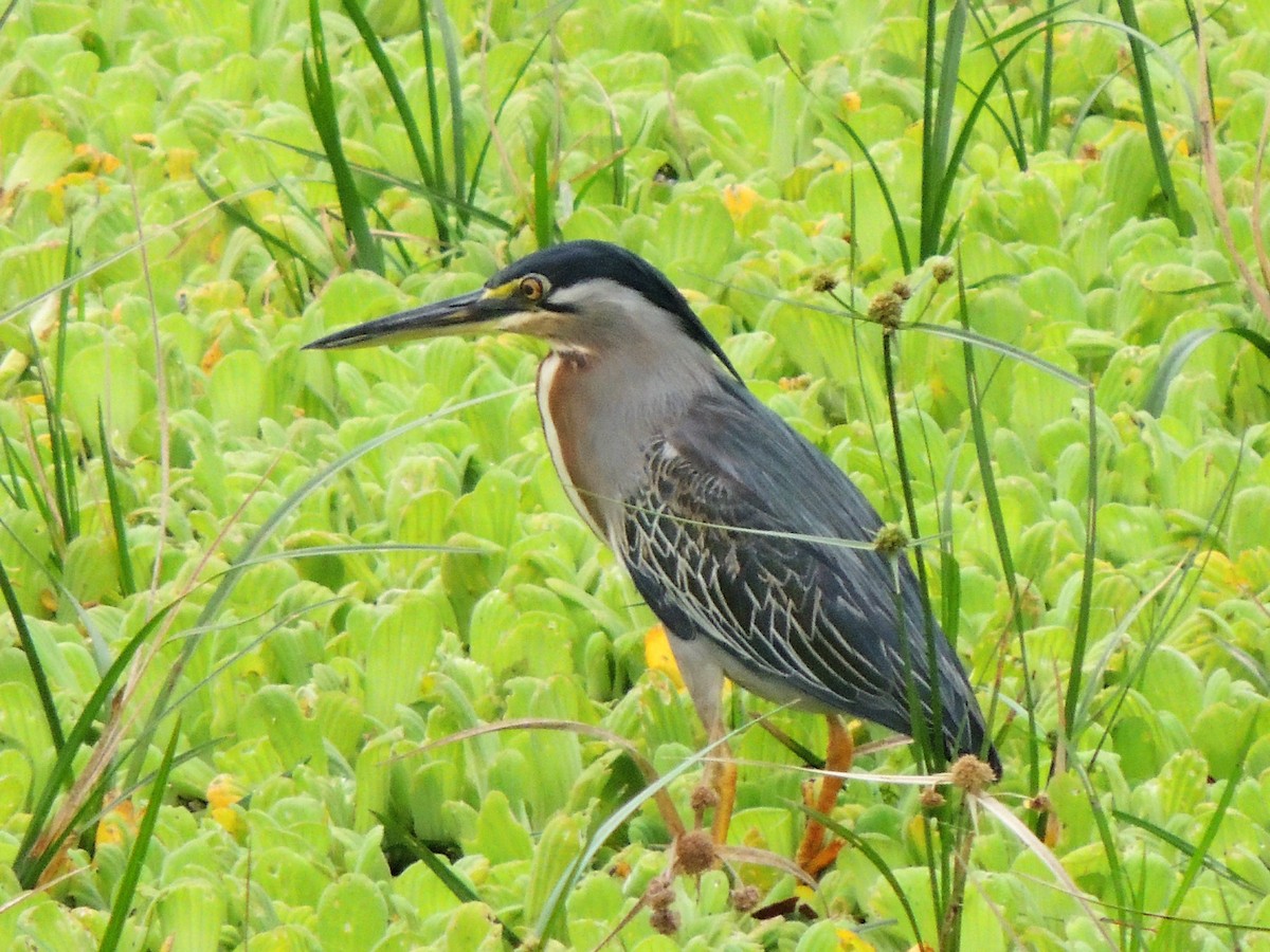 Striated Heron - ML145237391