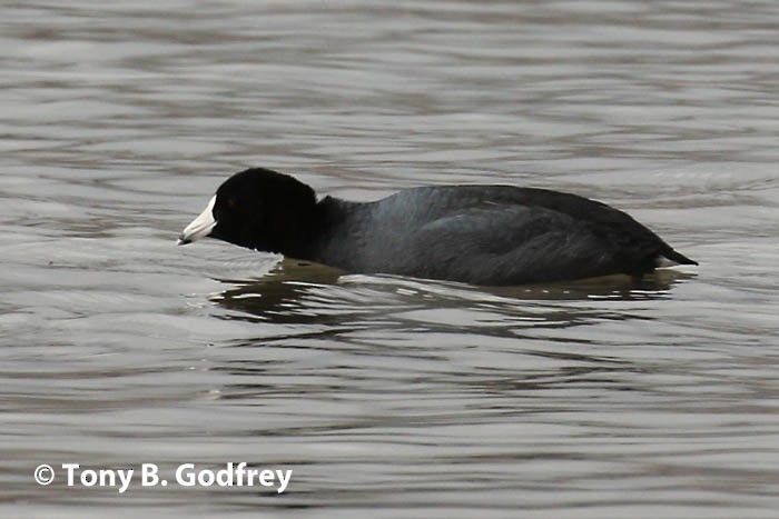 American Coot - Tony Godfrey