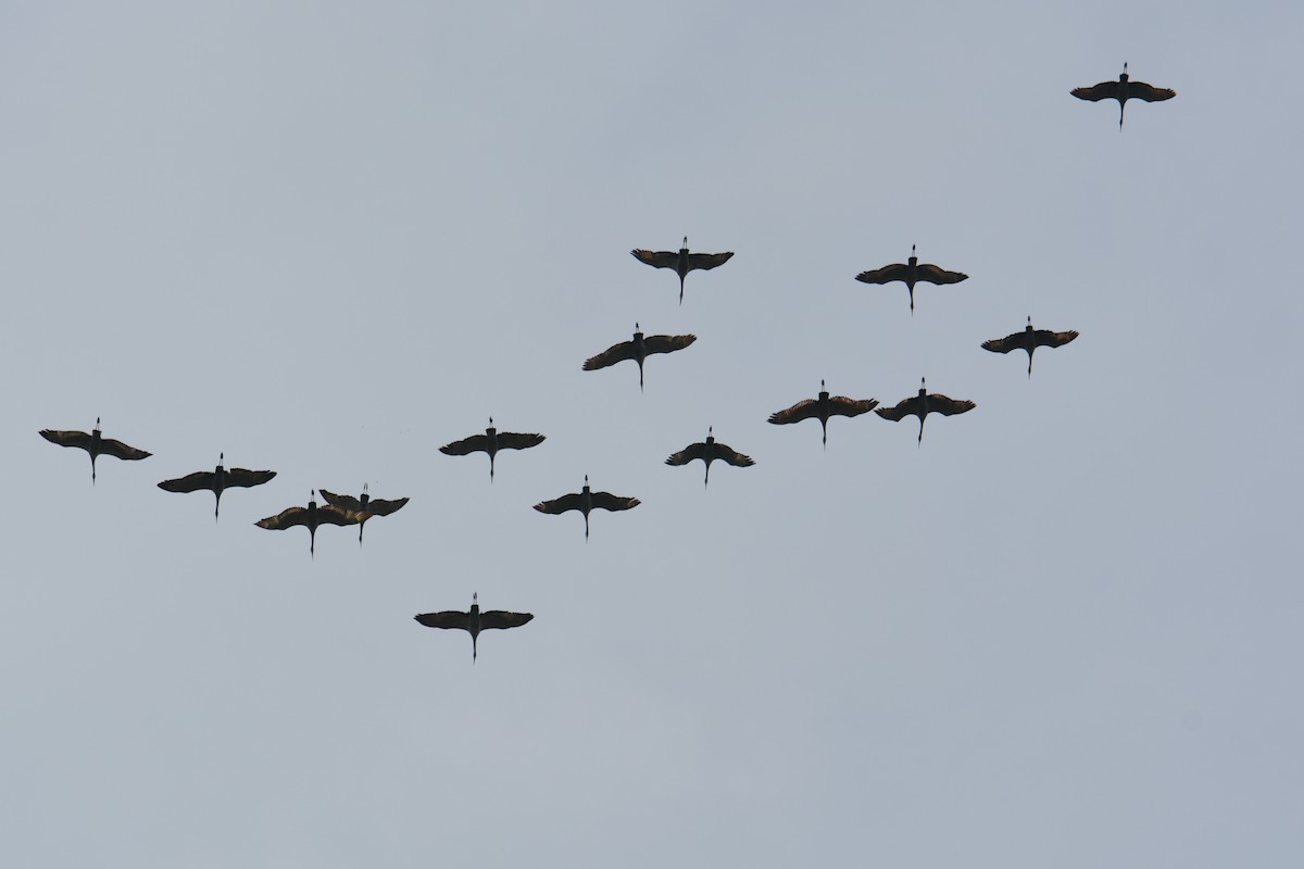 Sandhill Crane - ML145239761