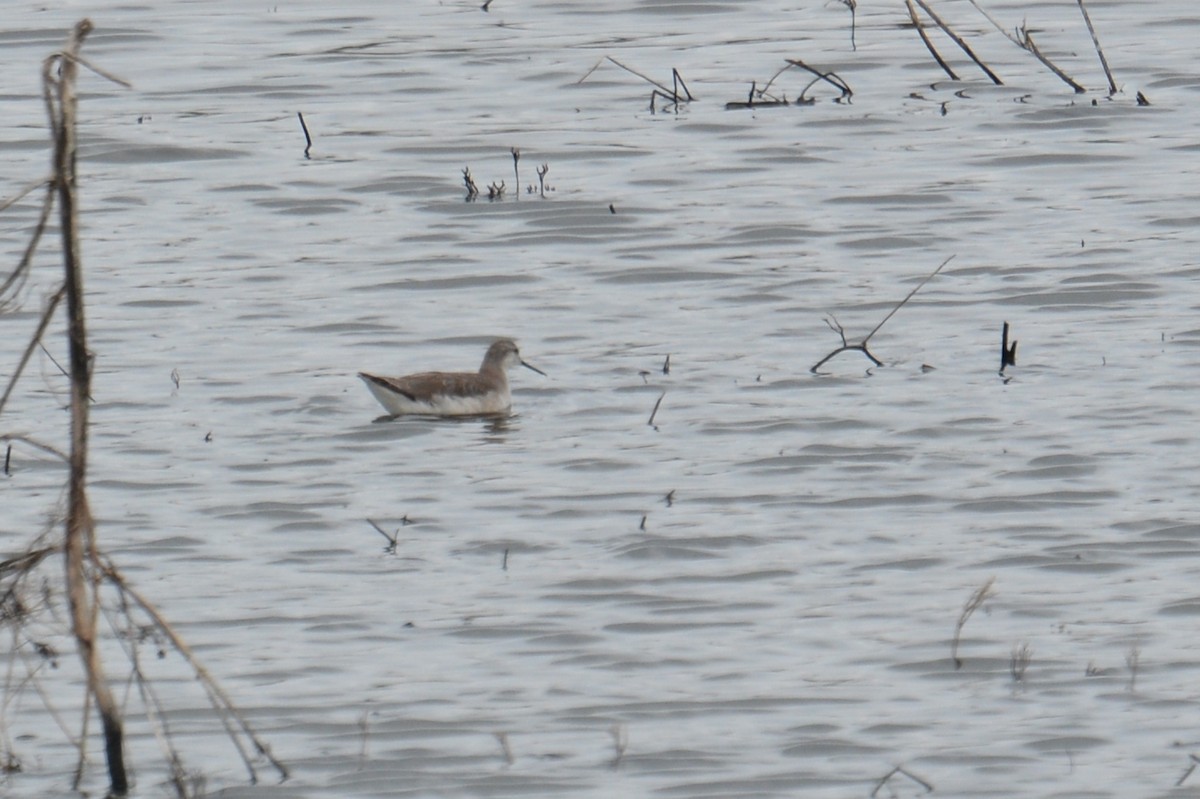 Wilson's Phalarope - ML145239871