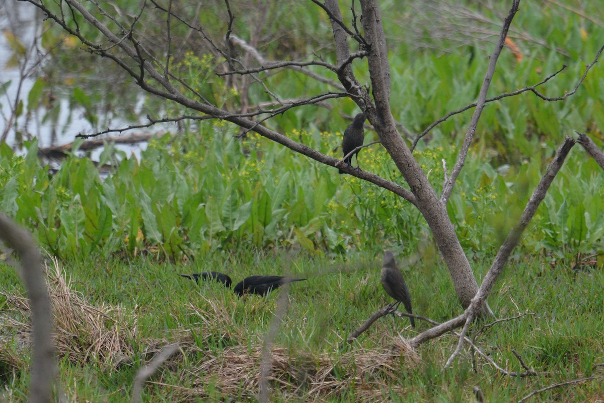 Rusty Blackbird - ML145240201