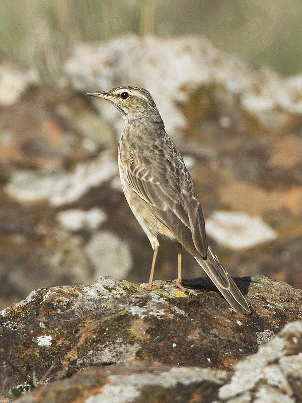 Long-billed Pipit (Nairobi) - Yoav Perlman