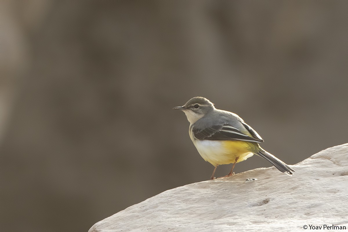 Gray Wagtail - Yoav Perlman