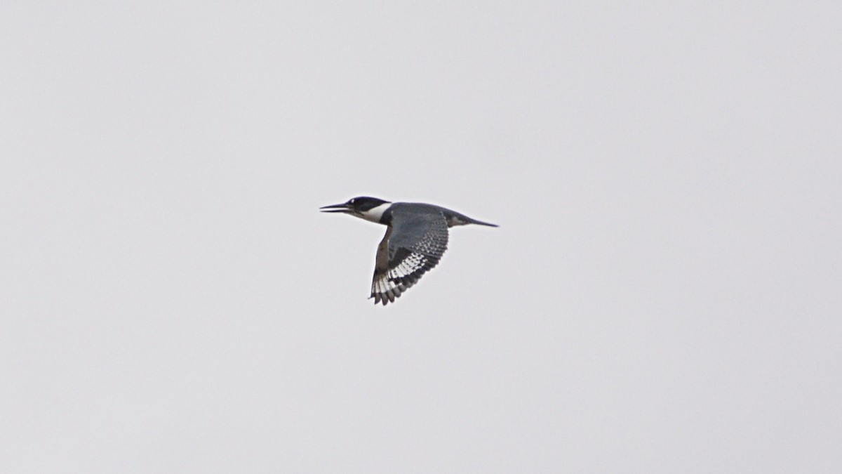 Belted Kingfisher - ML145243961