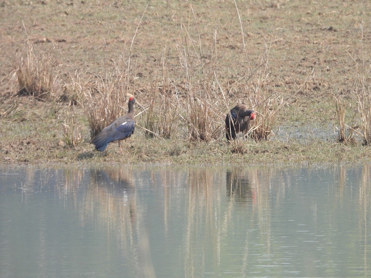 Red-naped Ibis - Warren Regelmann