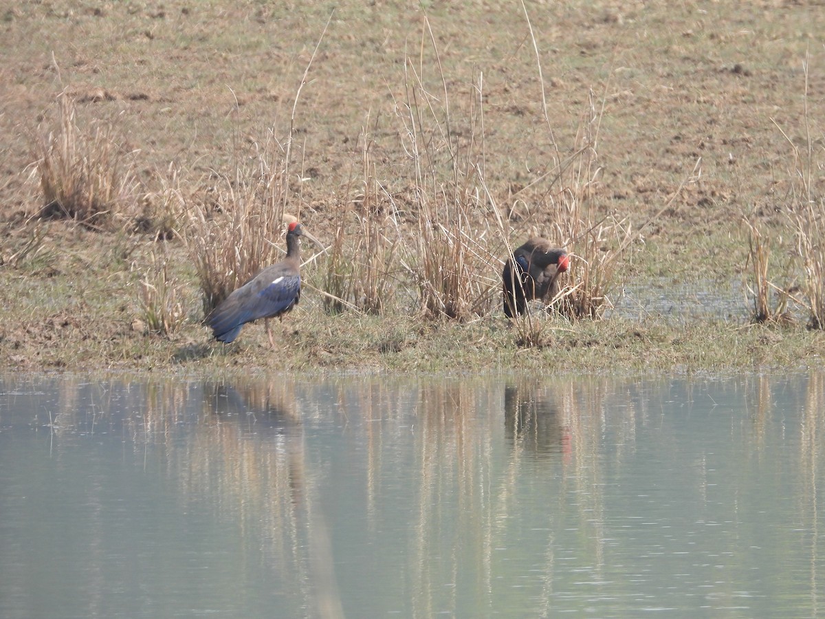 Red-naped Ibis - ML145243991