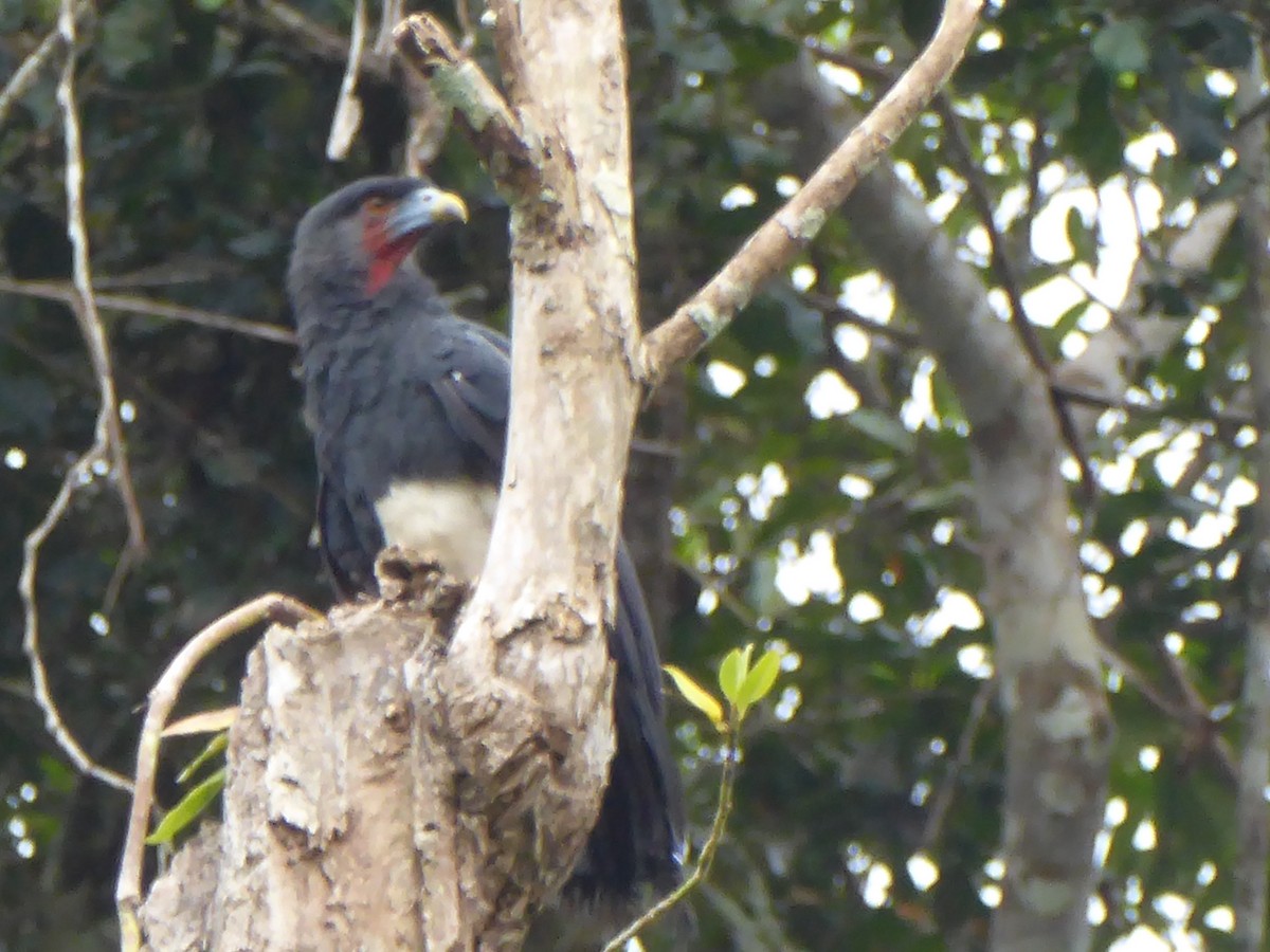 Red-throated Caracara - ML145246151