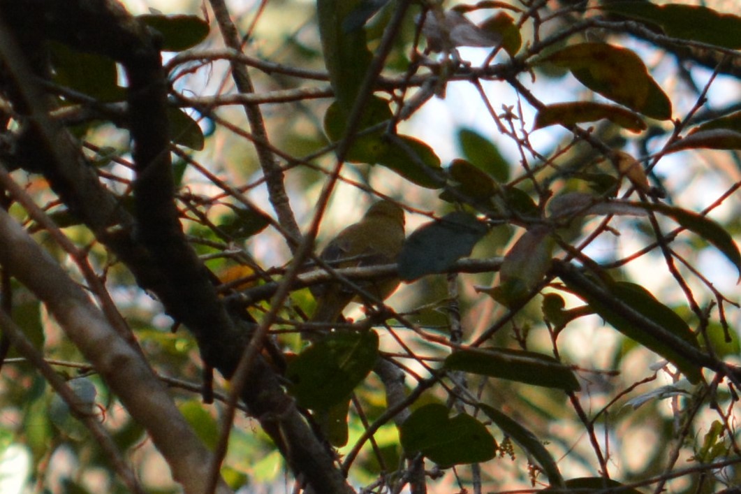 Scarlet Tanager - Rich Hanlon