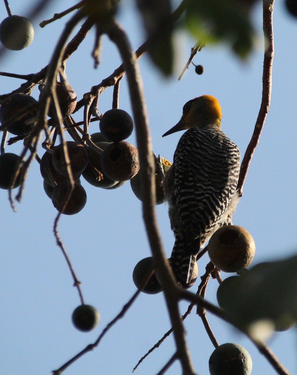Golden-cheeked Woodpecker - ML145248571