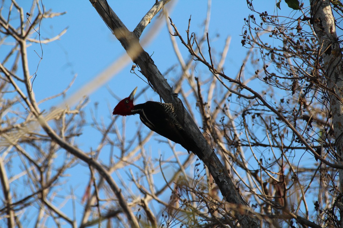 Pale-billed Woodpecker - ML145248631