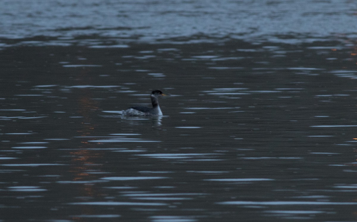 Red-necked Grebe - ML145248911