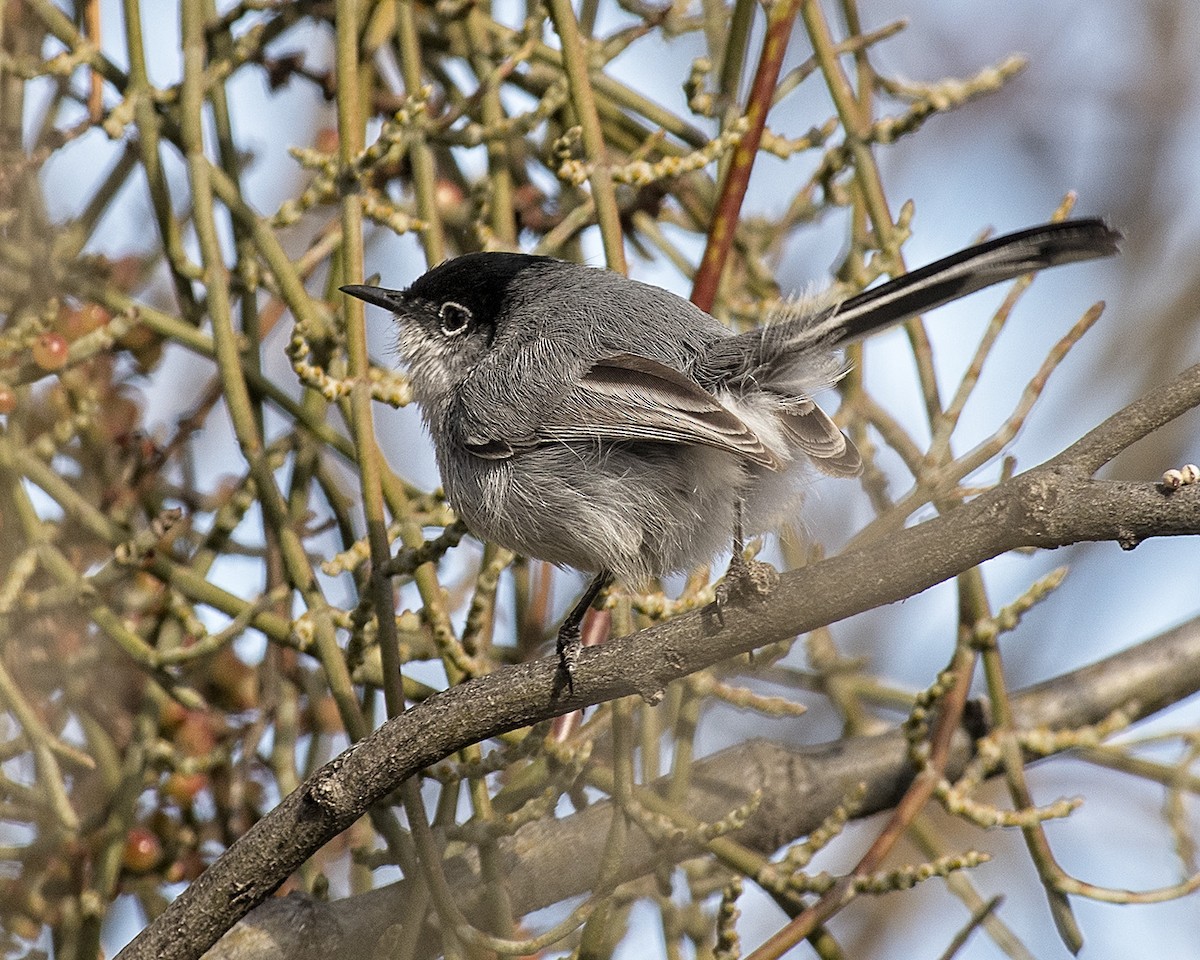 Black-tailed Gnatcatcher - Betty Fenton