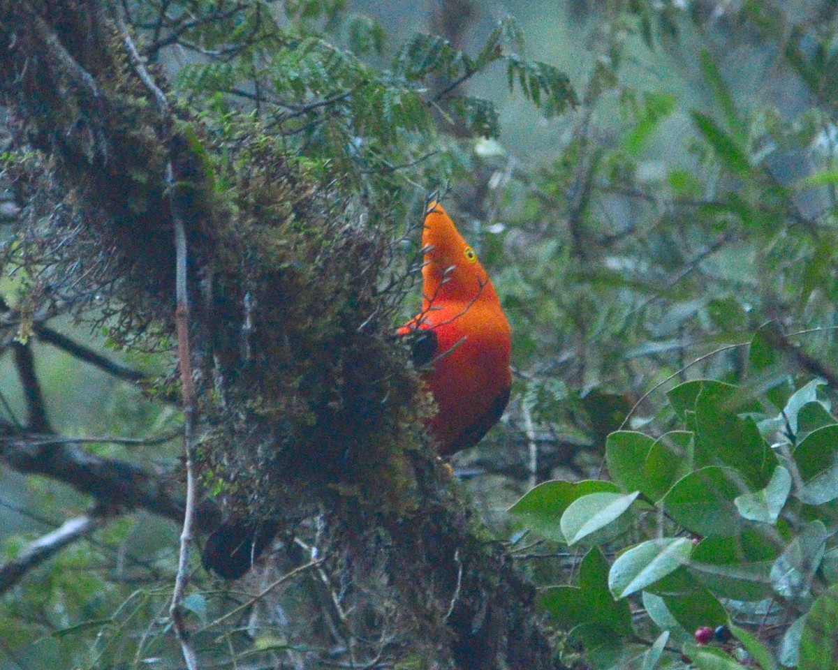 Andean Cock-of-the-rock - ML145251221