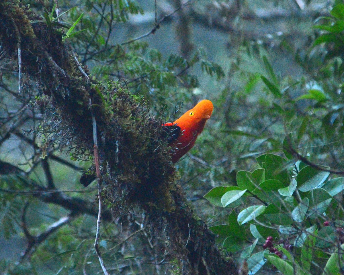 Andean Cock-of-the-rock - ML145251261