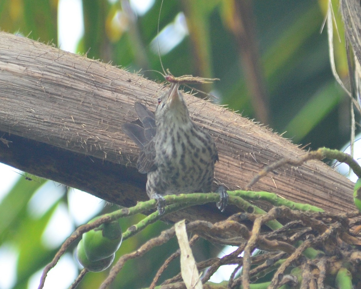 Thrush-like Wren - ML145251941