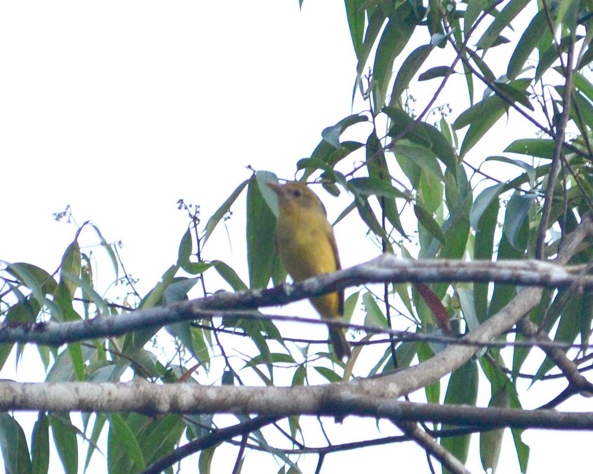 Summer Tanager - ML145252471