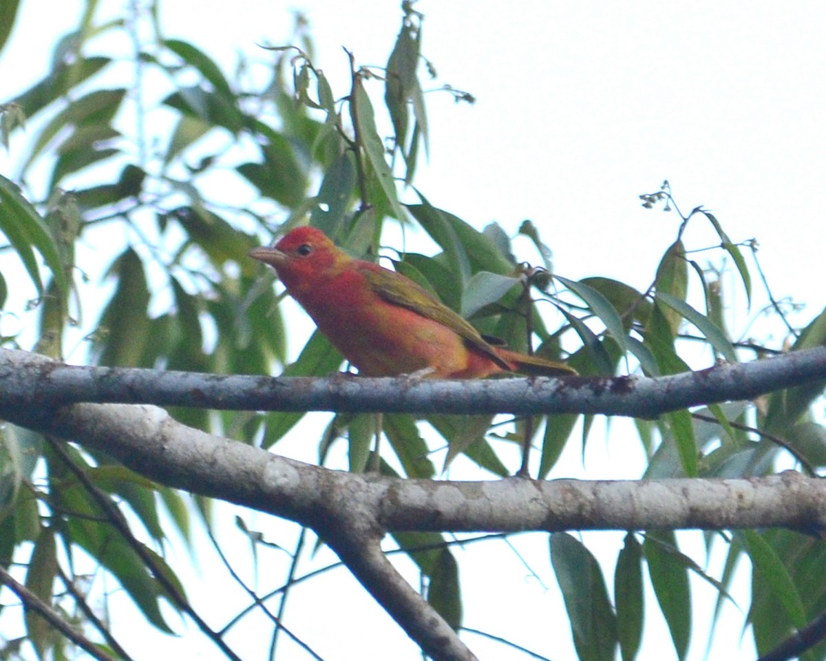 Summer Tanager - ML145252511