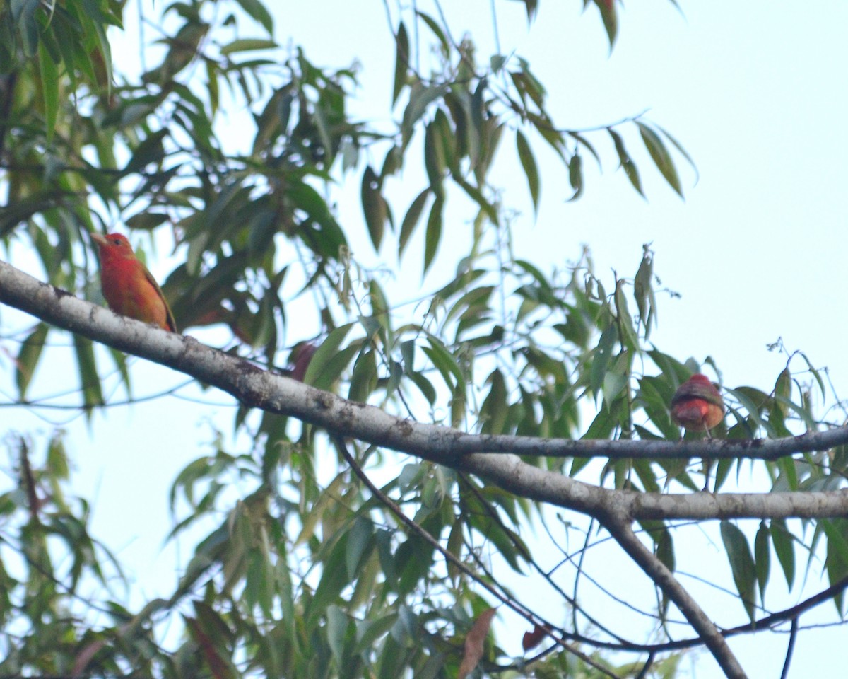 Summer Tanager - ML145252591