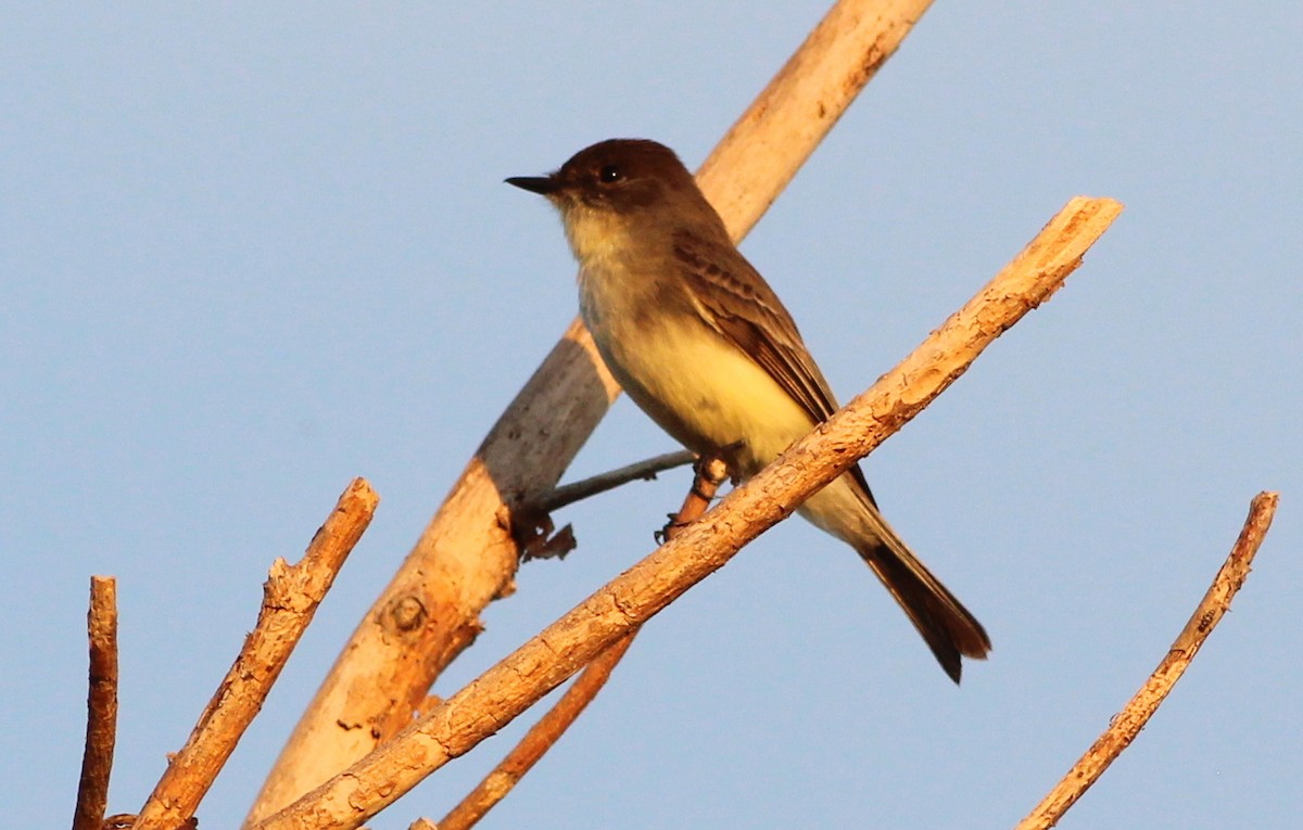 Eastern Phoebe - ML145252691