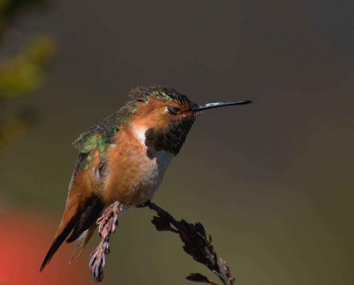 Allen's Hummingbird - Zach Hampson