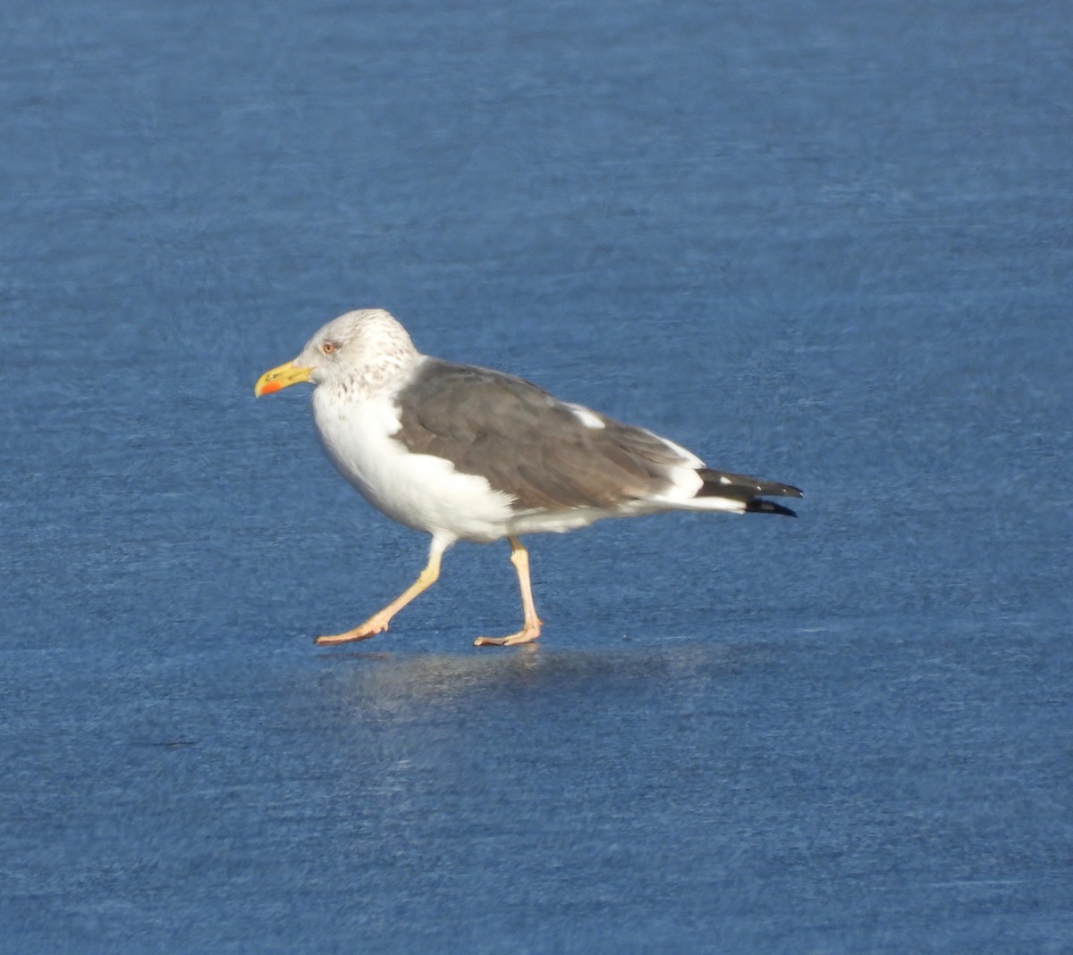 Lesser Black-backed Gull - ML145256061