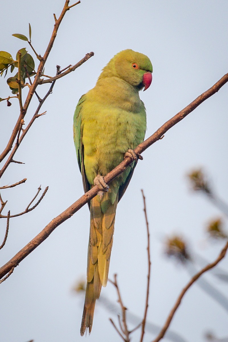 Rose-ringed Parakeet - ML145256561