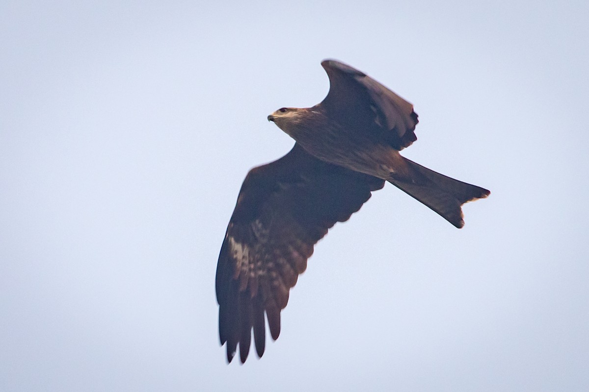 黑鳶 - ML145256981