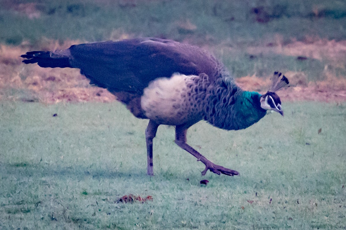 Indian Peafowl - ML145257381