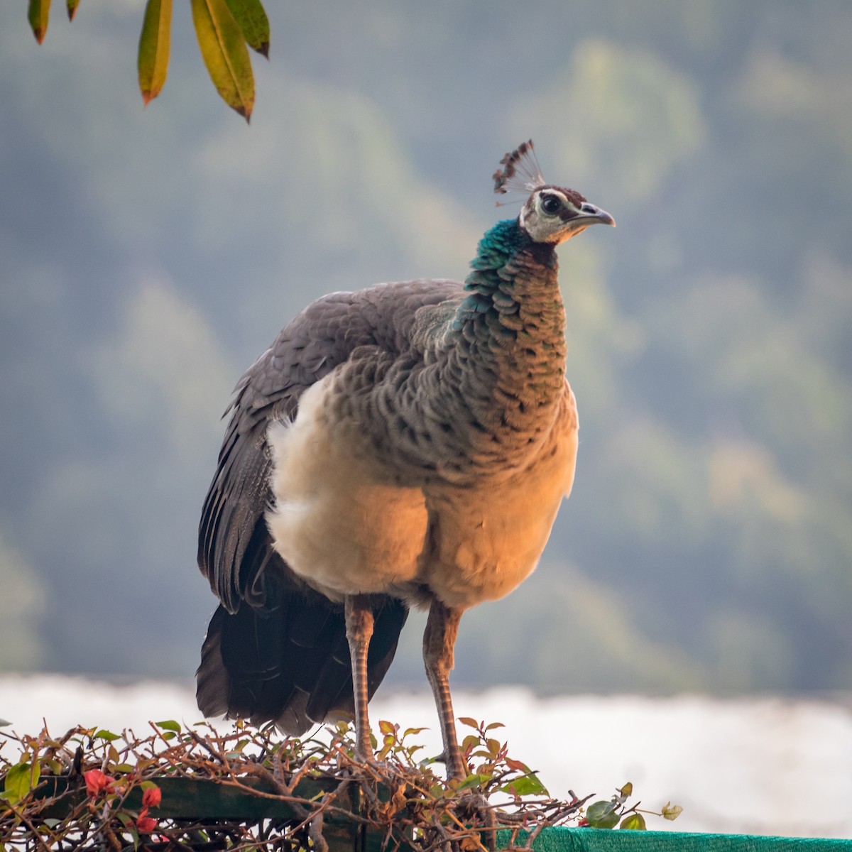 Indian Peafowl - ML145257401