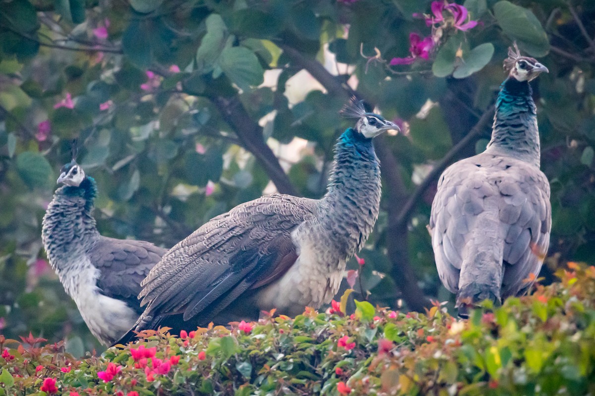 Indian Peafowl - ML145257411