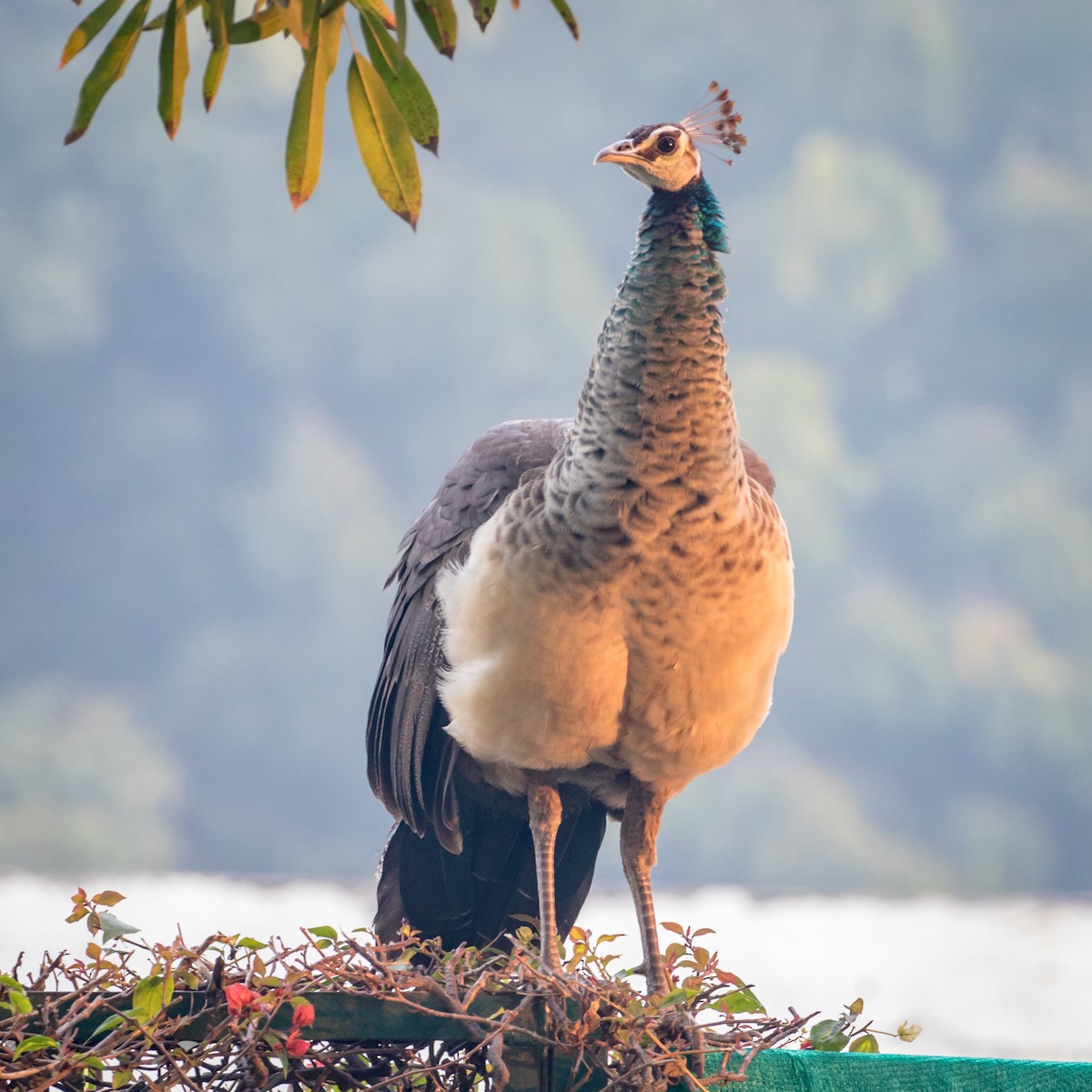 Indian Peafowl - ML145257421