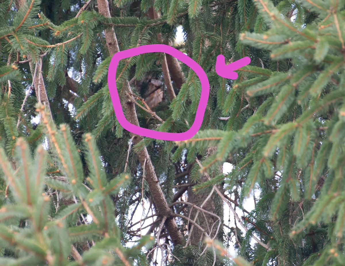 Northern Saw-whet Owl - Steven Martz