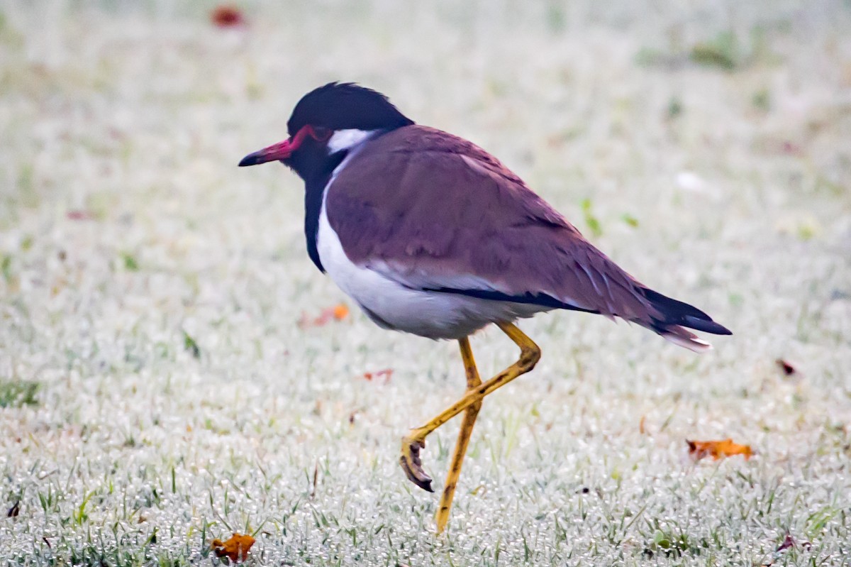 Red-wattled Lapwing - ML145257671