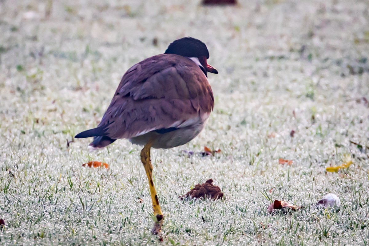 Red-wattled Lapwing - ML145257681