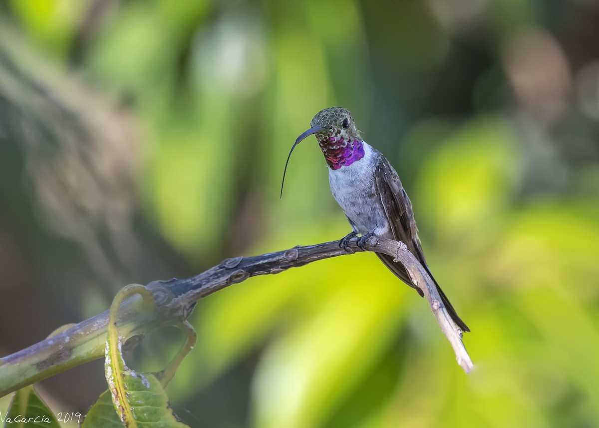 Oasis Hummingbird - ML145260671