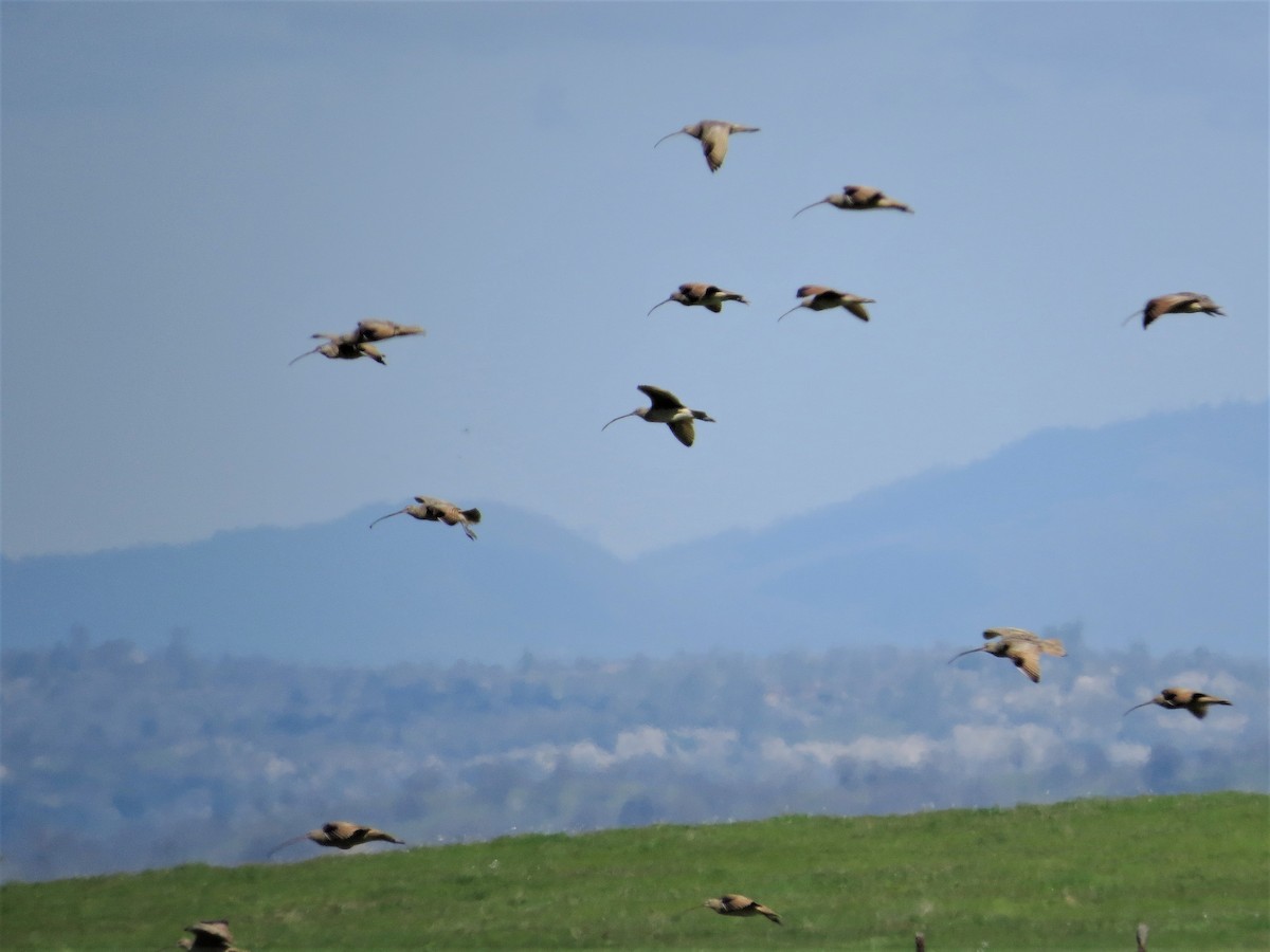 Long-billed Curlew - ML145260711