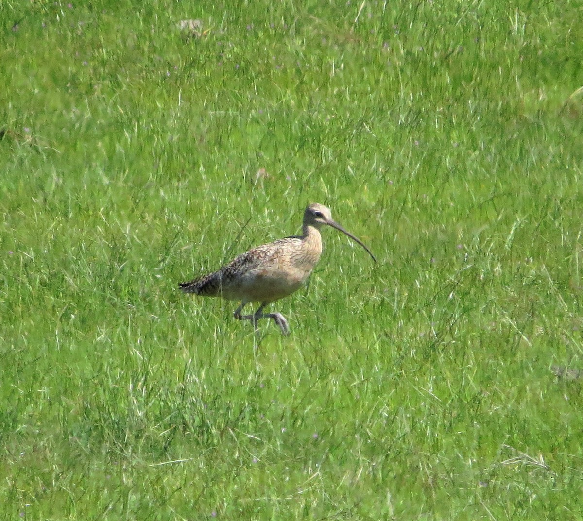 Rostbrachvogel - ML145260931