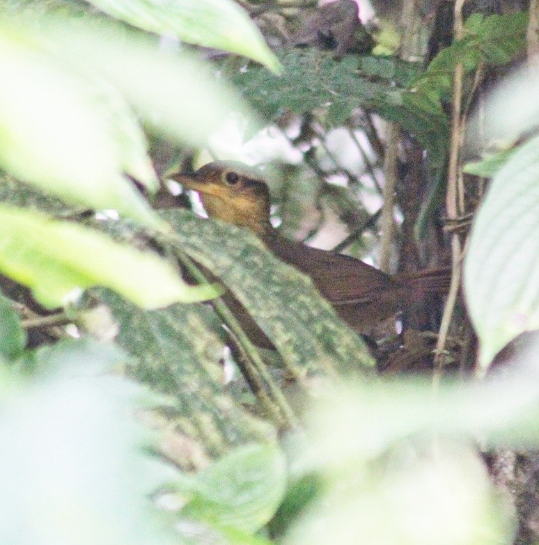 Fawn-throated Foliage-gleaner - ML145261321