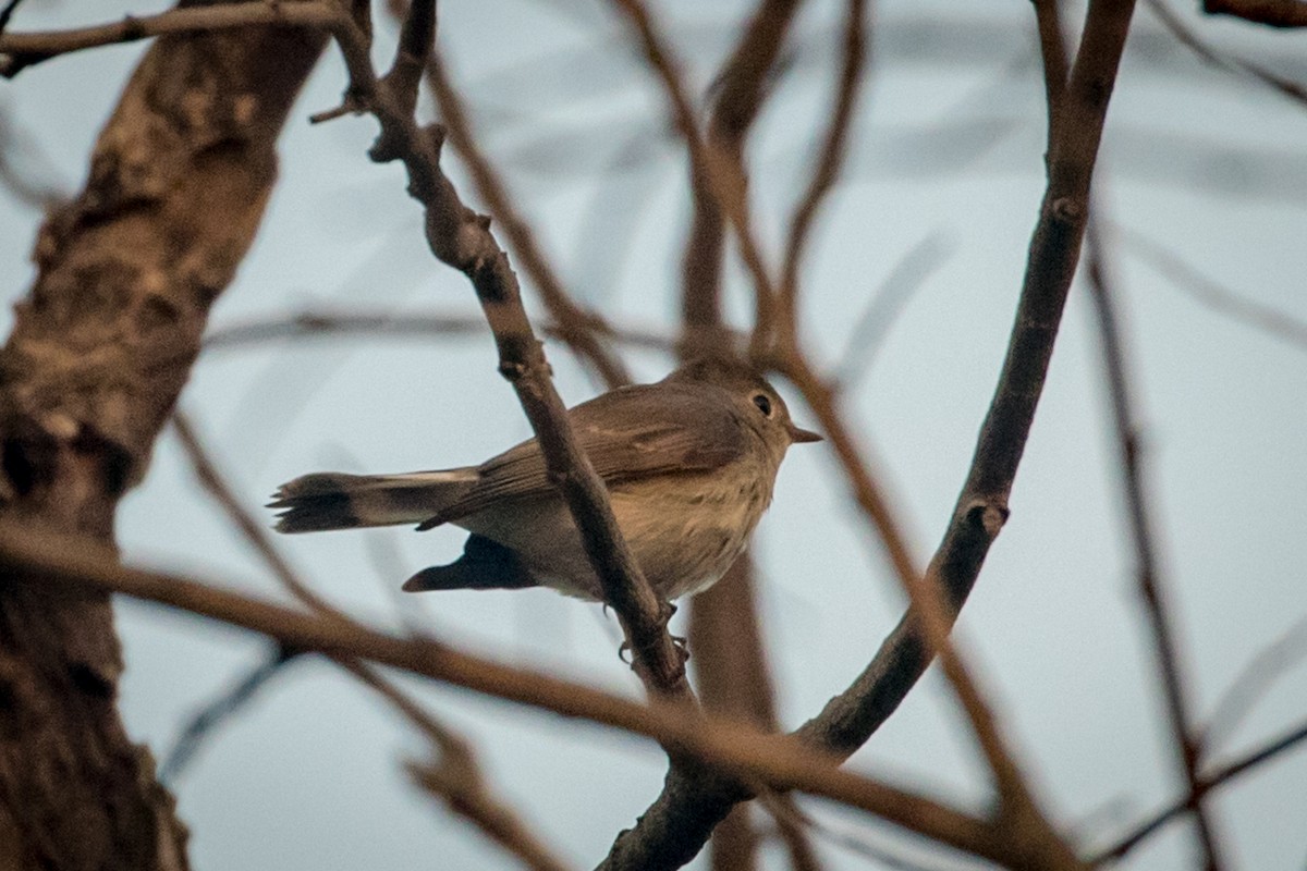 Red-breasted Flycatcher - ML145261521