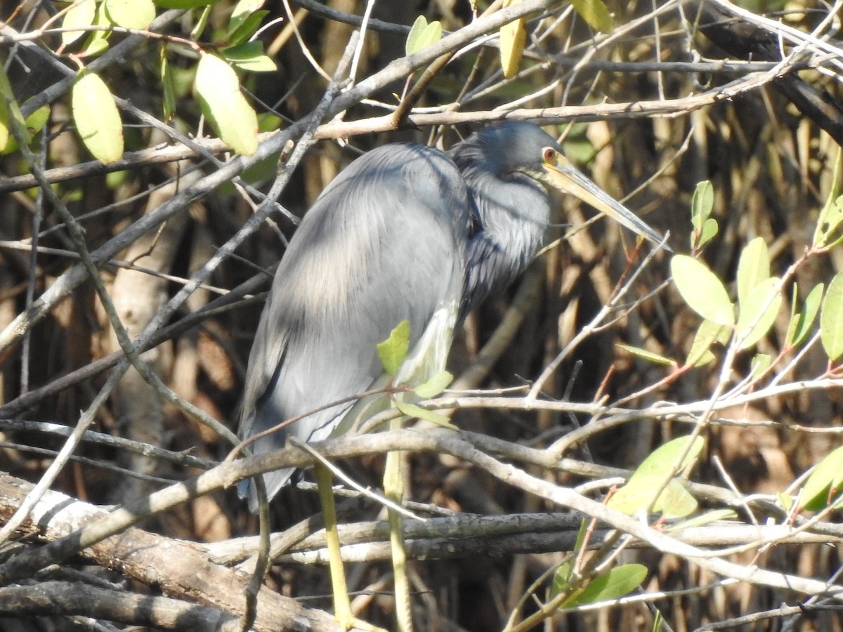 Garceta Tricolor - ML145263331