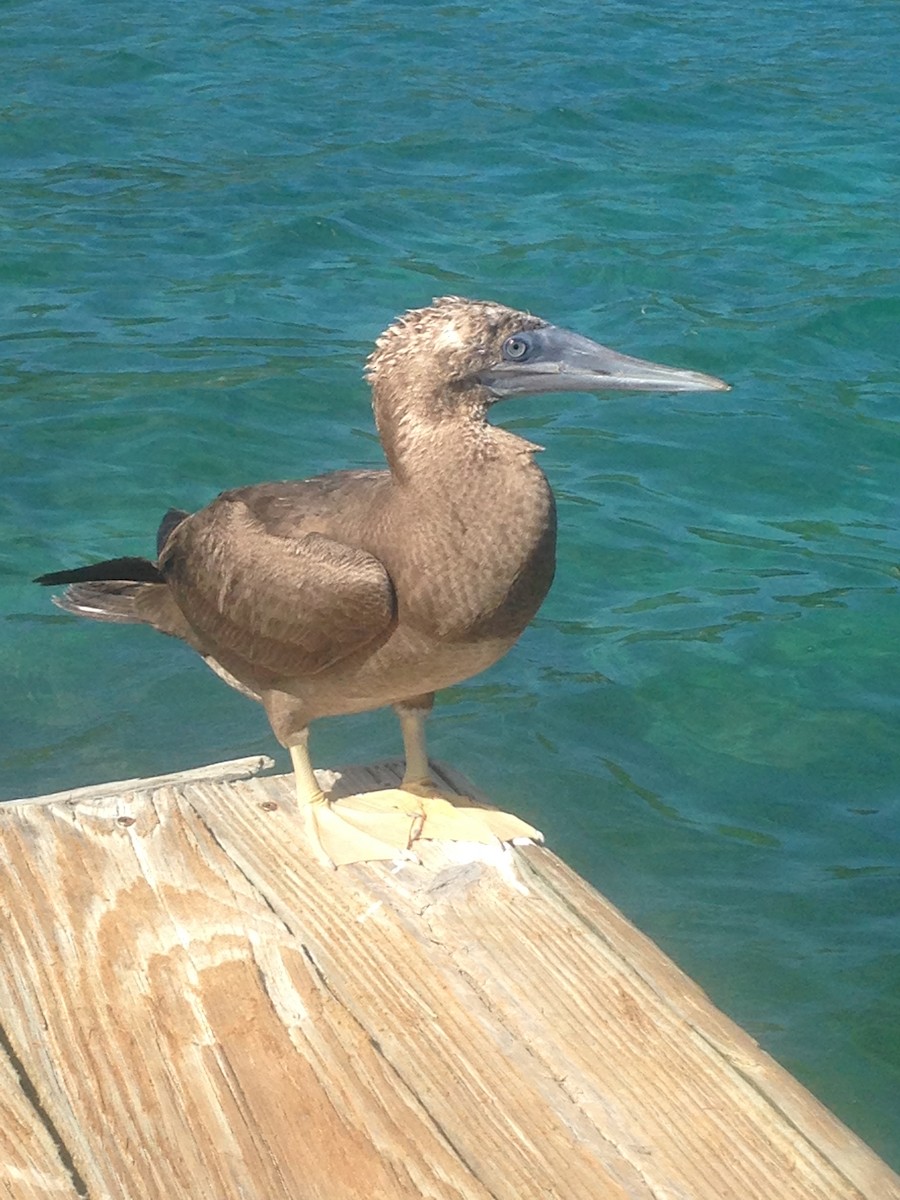 Brown Booby - ML145265211