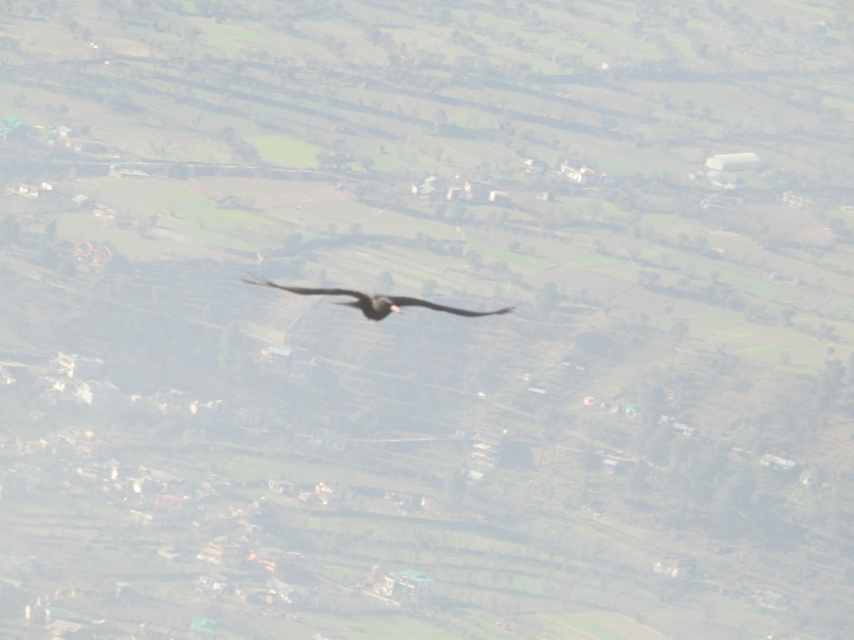 Yellow-billed Chough - ML145266081