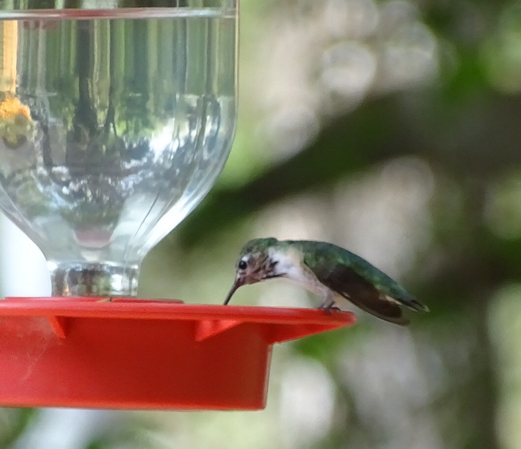 Calliope Hummingbird - ML145267531