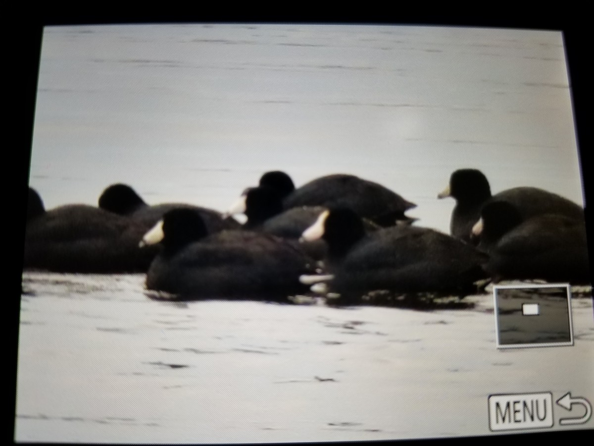 American Coot - ML145267801